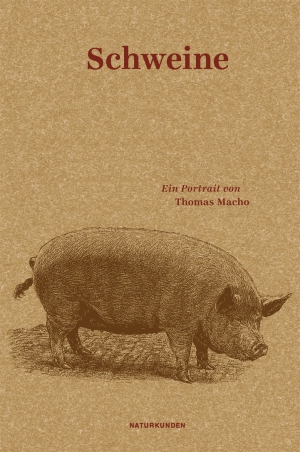 Schweine Schweine